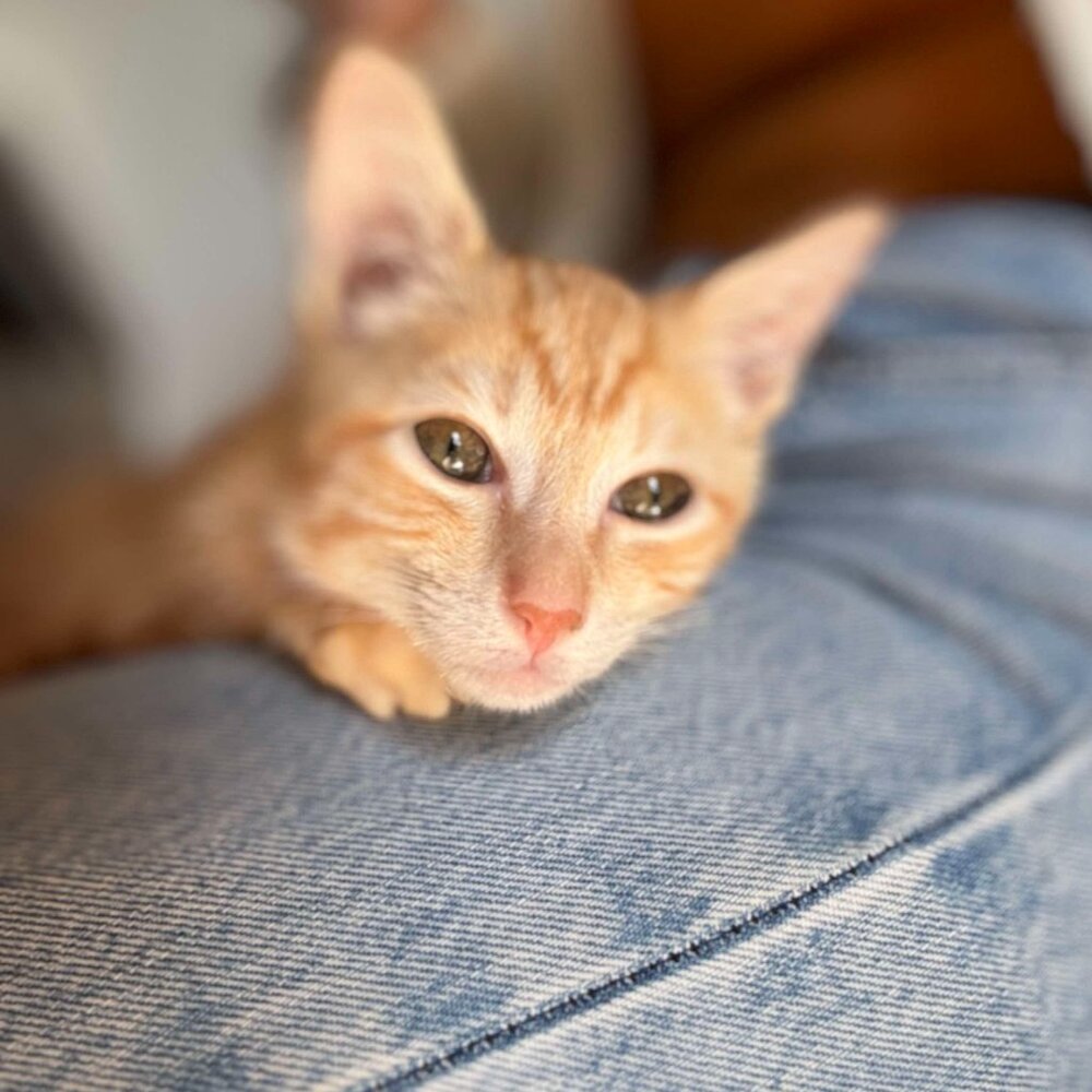 Meet your Posher, Ellie